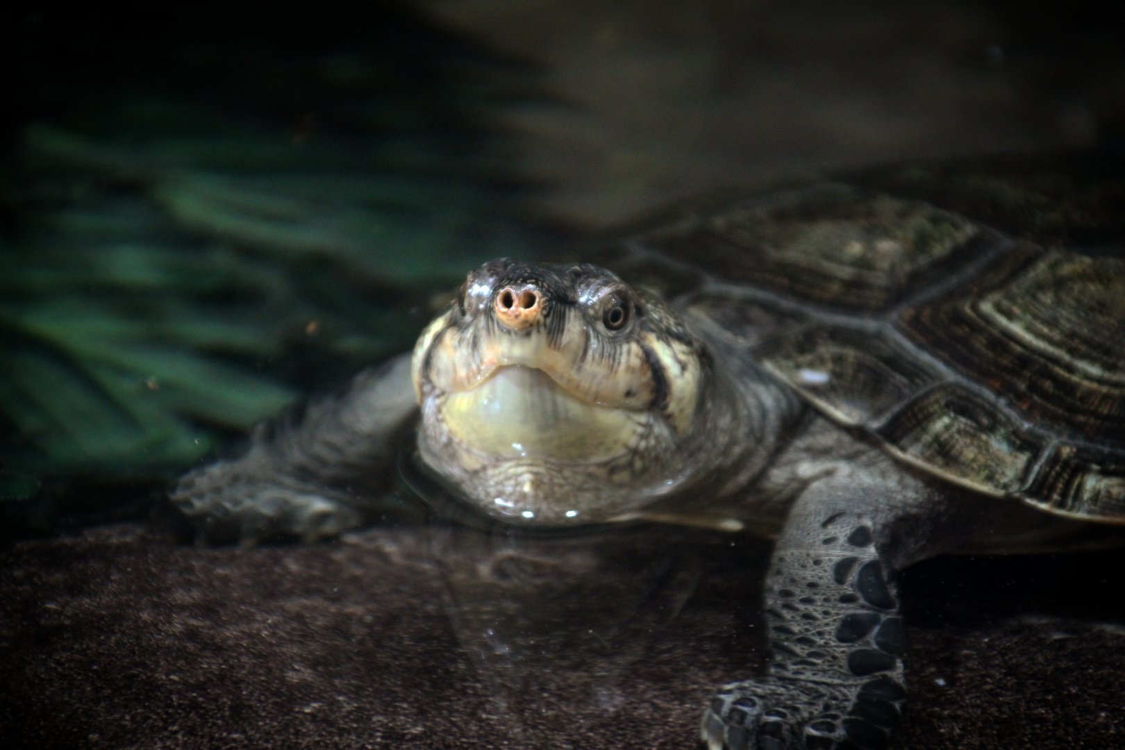 Madagascan Big-headed Turtle