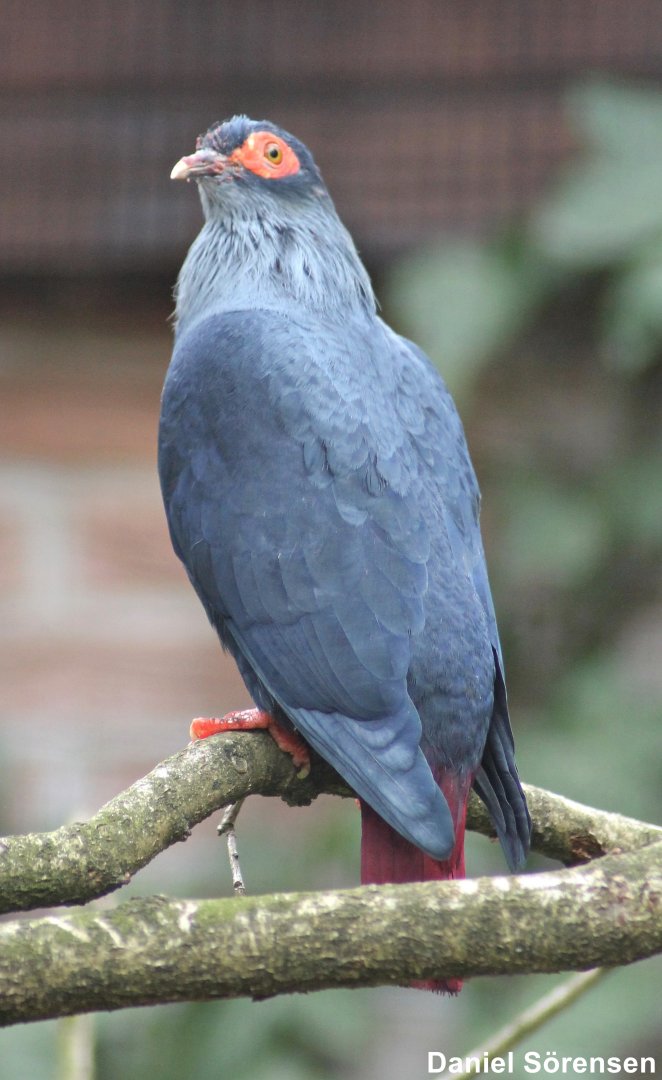 Madagascan blue pigeon (Alectroenas madagascariensis)