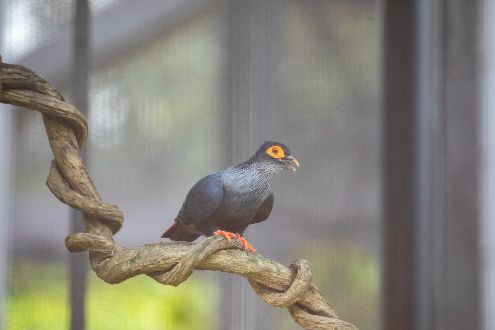 Madagascan blue pigeon (Alectroenas madagascariensis)