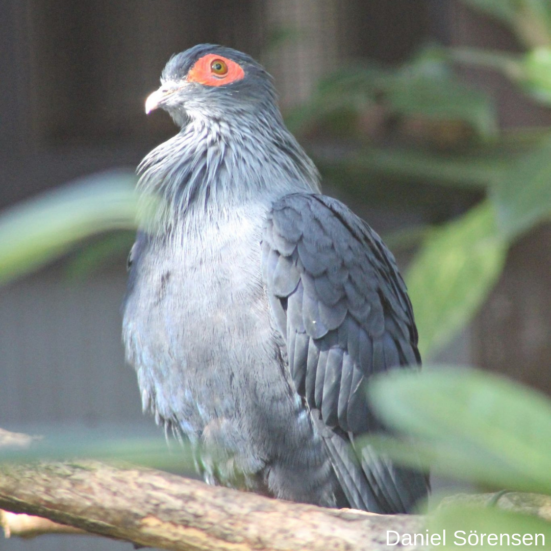 Madagascan blue pigeon