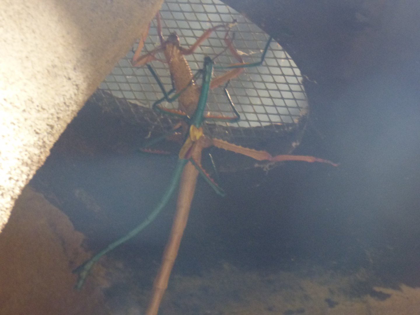 Madagascan Blue Stick-Inscet