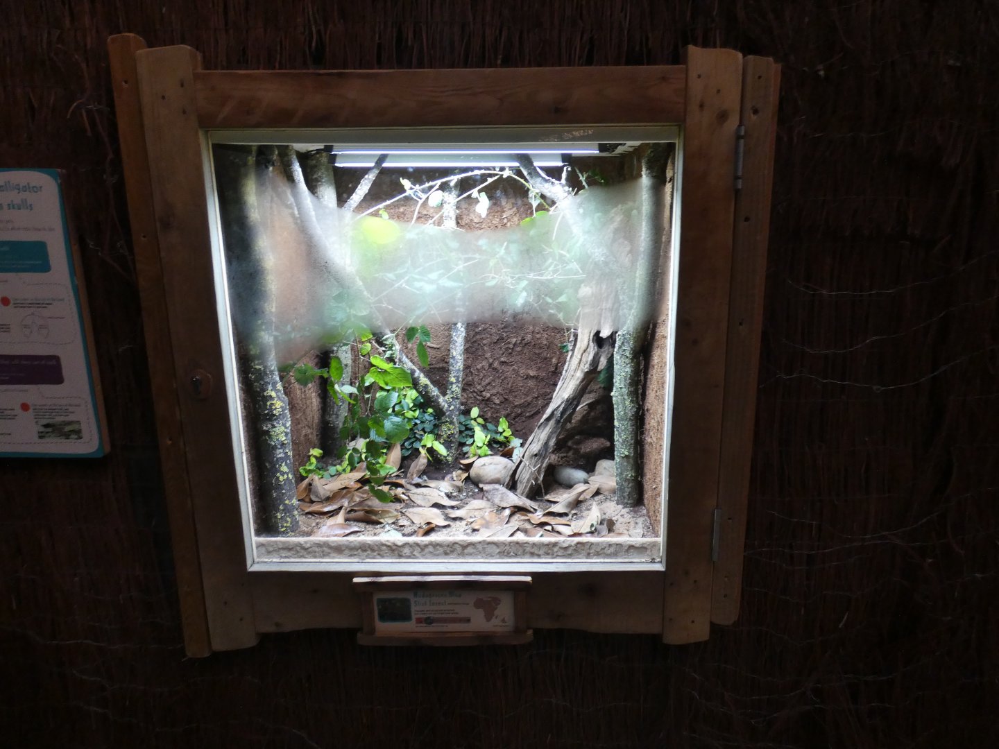 Madagascan Blue Stick Insect enclosure