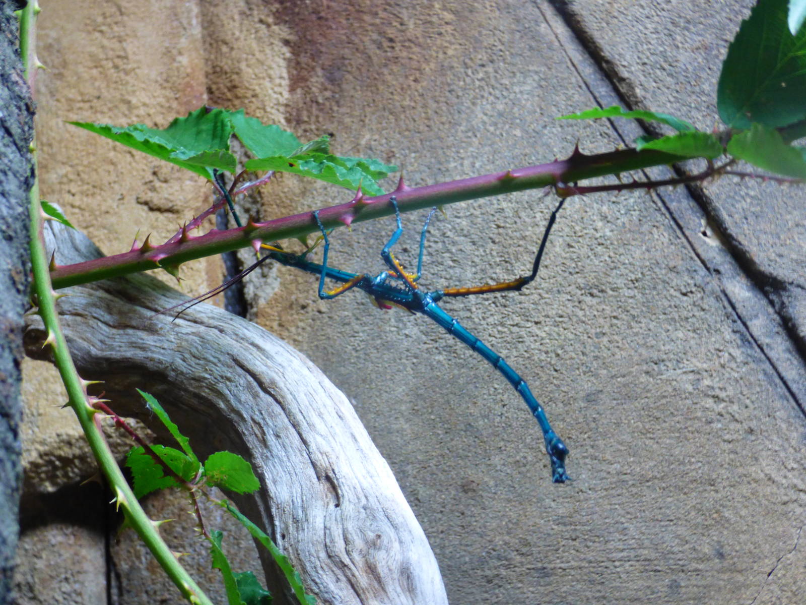 Madagascan Blue Stick Insect