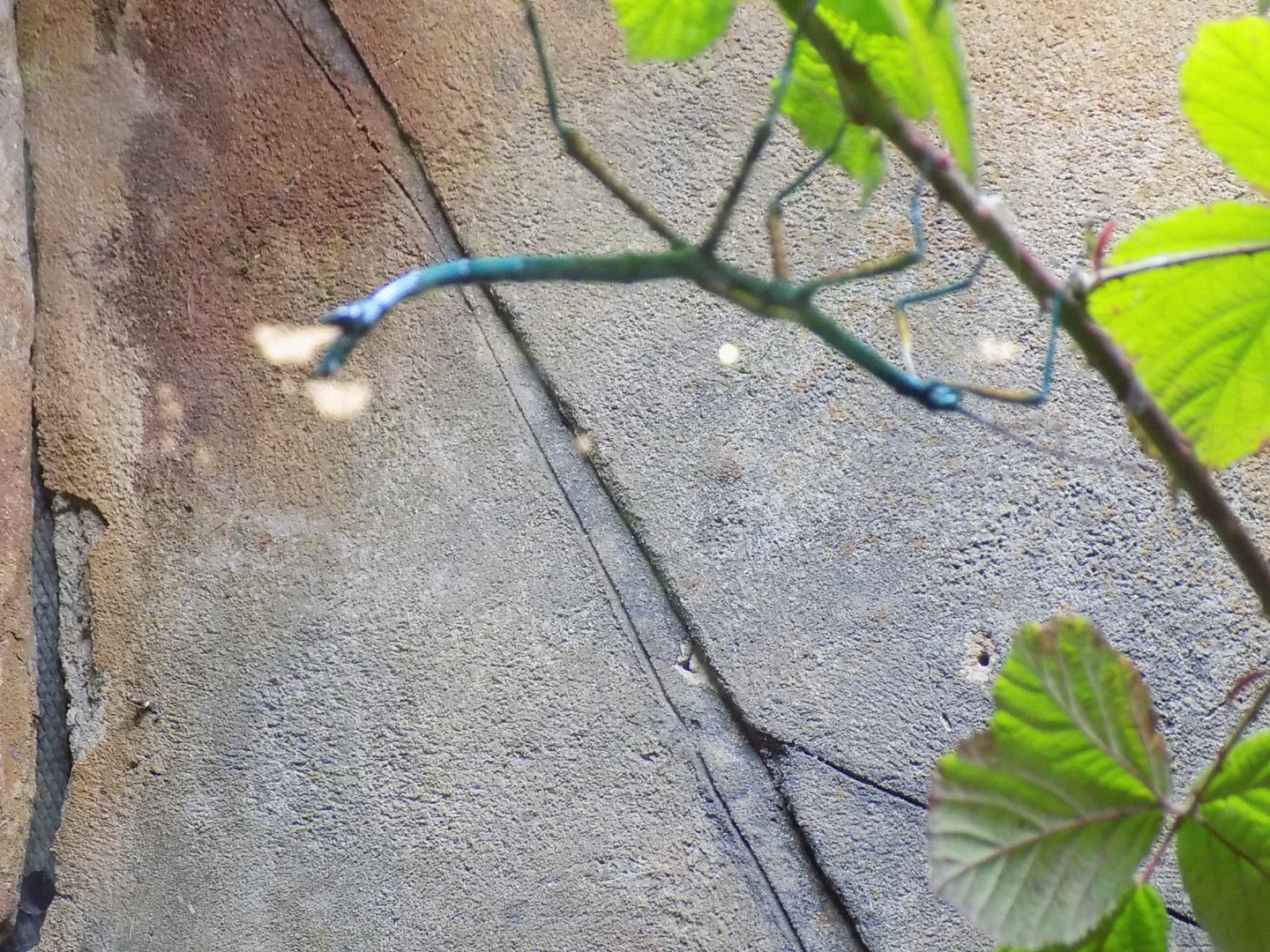 Madagascan Blue Stick Insect