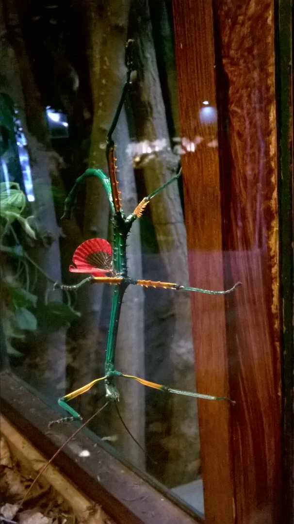 Madagascan blue stick insect