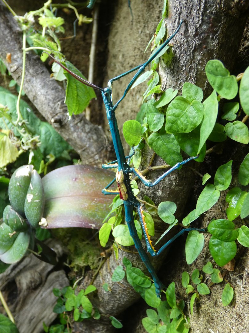 Madagascan blue stick insect