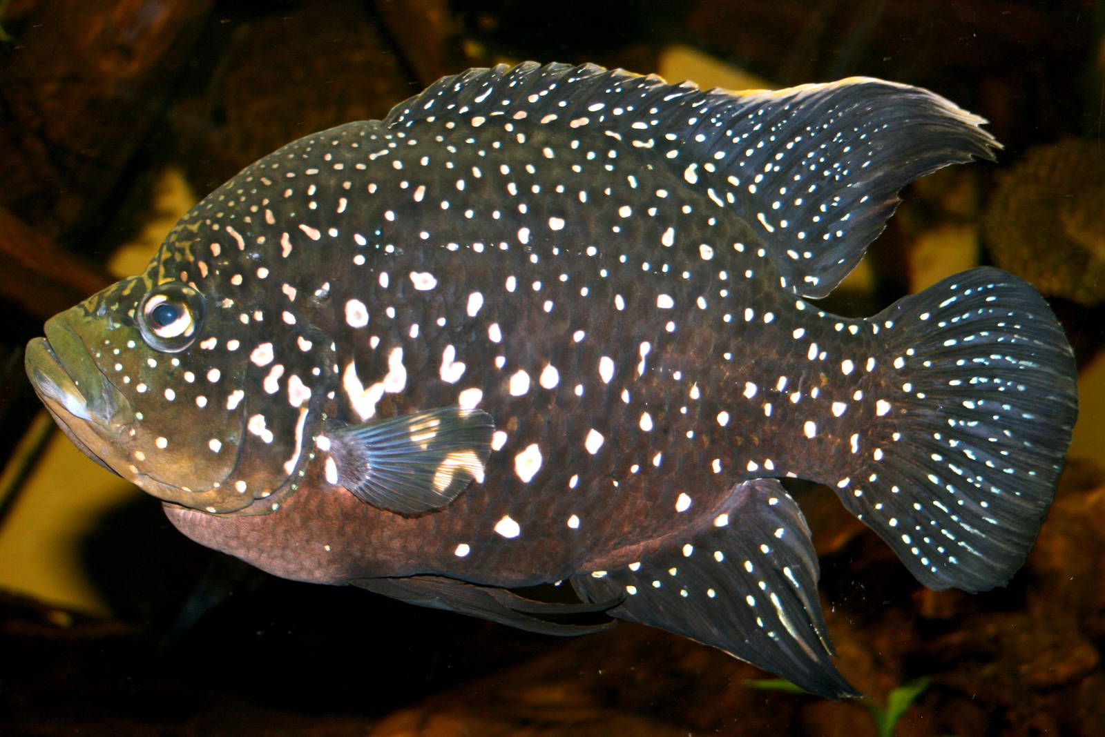 Madagascan cichild; Wuppertal; 25th May 2011