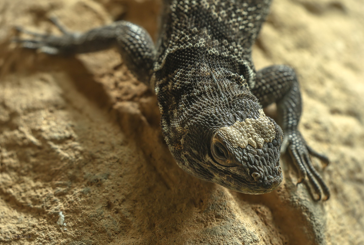 Madagascan collared iguana : Chester Zoo : 06 Sep 2025