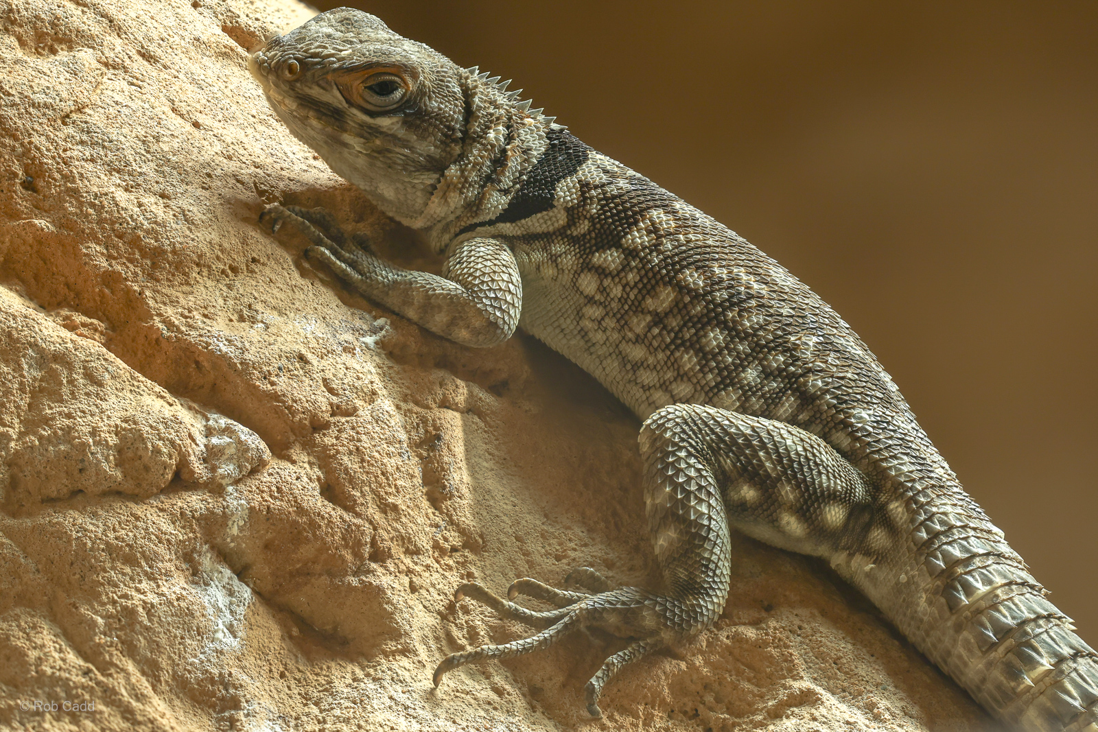 Madagascan collared iguana : Chester Zoo : 24 Jun 2024