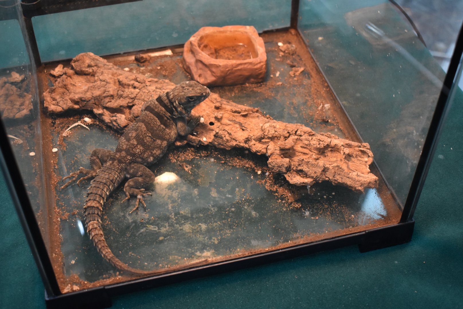 Madagascan collared iguana/Cuvier's Madagascar swift（Oplurus cuvieri）