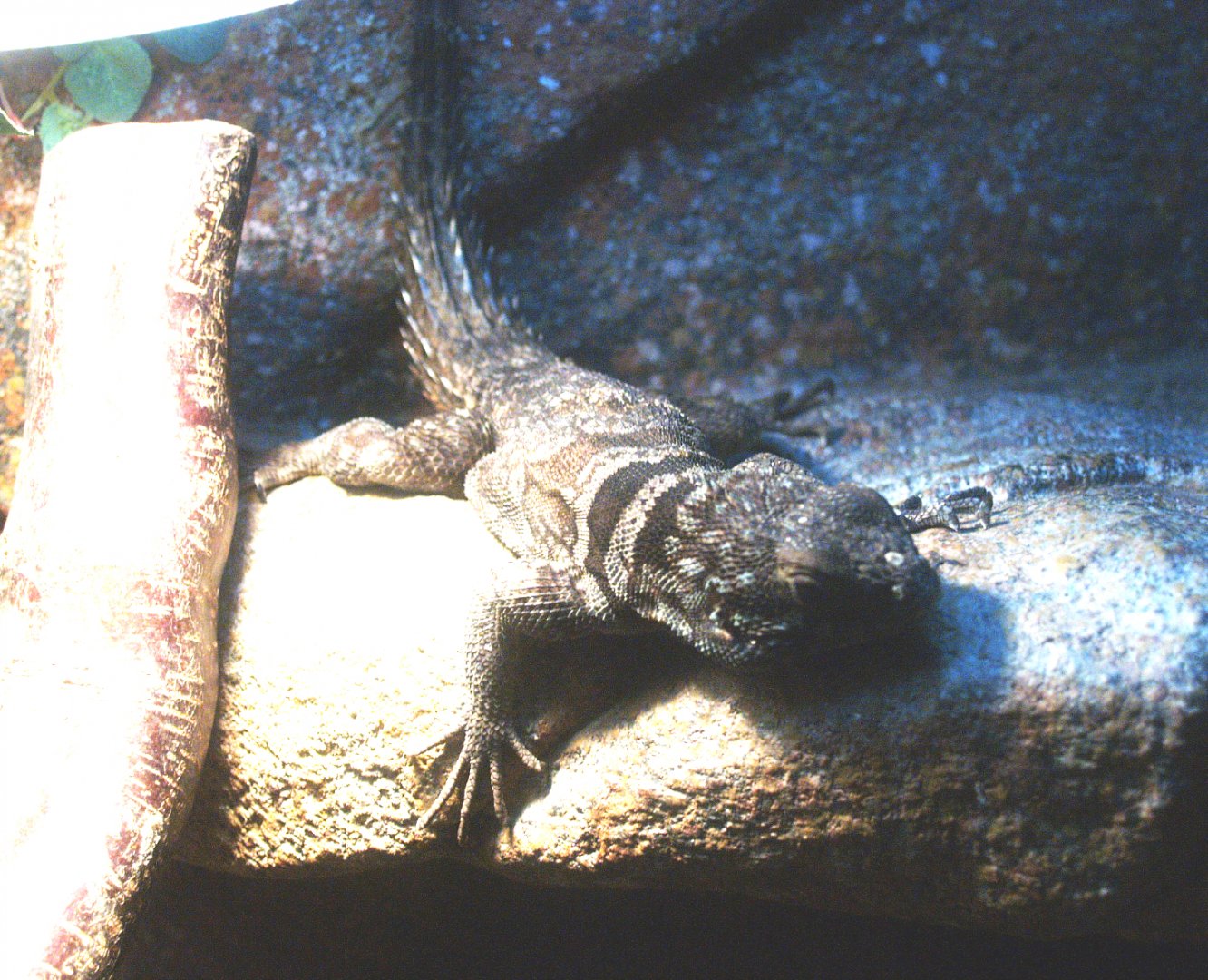 Madagascan collared iguana or Cuvier's Madagascar swift (Oplurus cuvieri), 2014-02-16