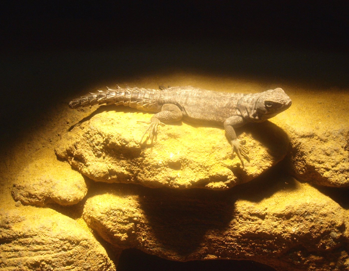 Madagascan collared iguana or Cuvier's Madagascar swift (Oplurus cuvieri), 2017-02-06