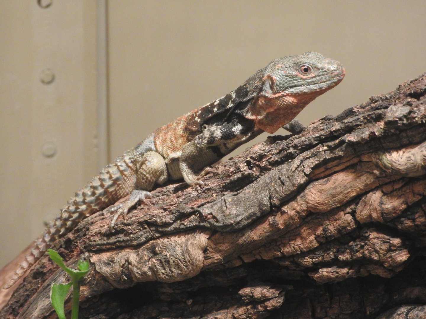 Madagascan Collared Lizard