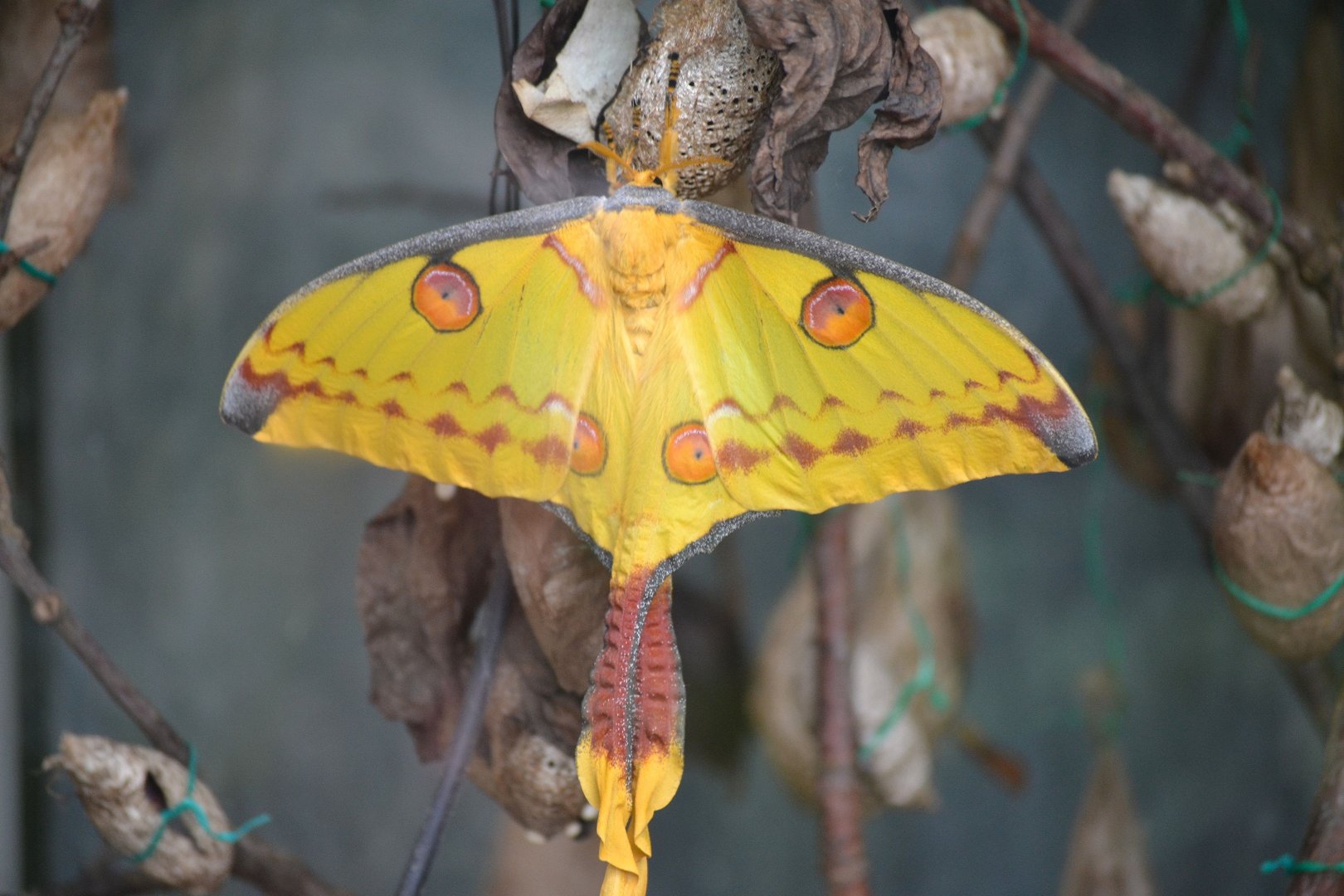 Madagascan Comet Moth - September 2016