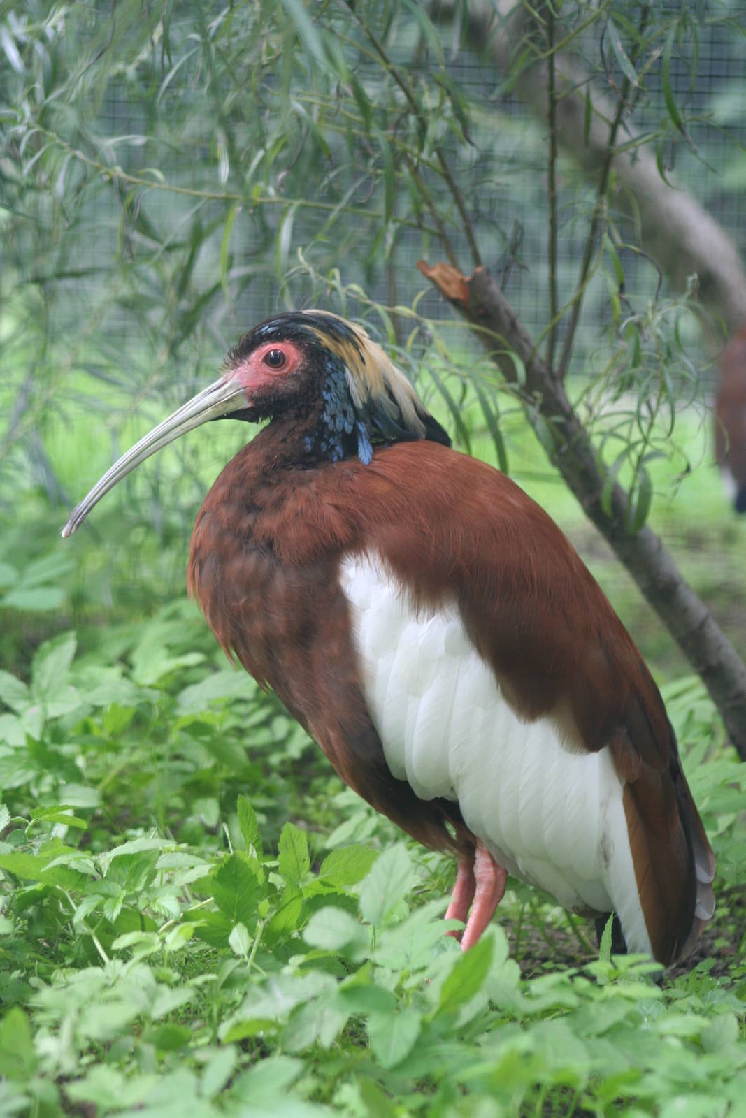 Madagascan Crested Ibis @ Berlin Zoo; 05.09.2007