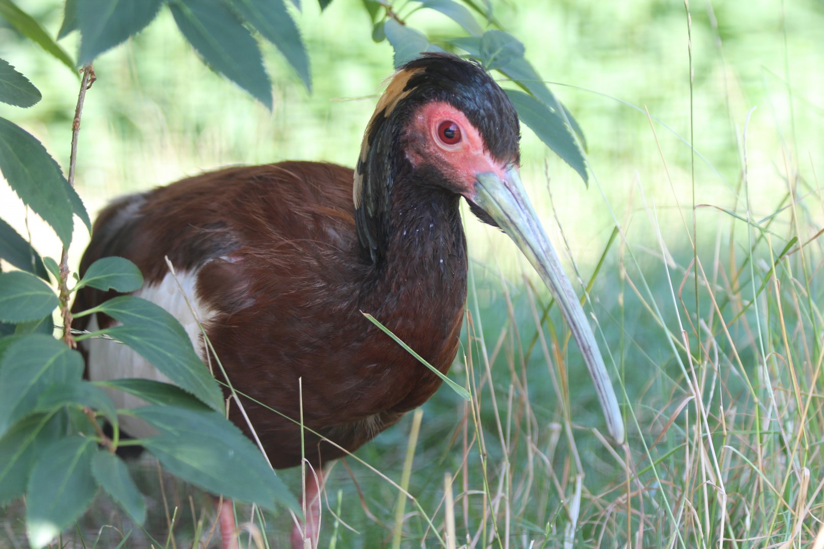 Madagascan Crested Ibis - July 2019