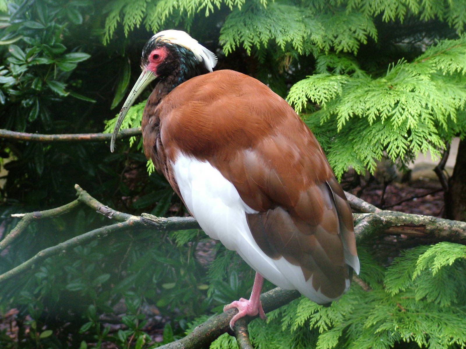 Madagascan Crested Ibis (Lophotibis cristata) at Walsrode