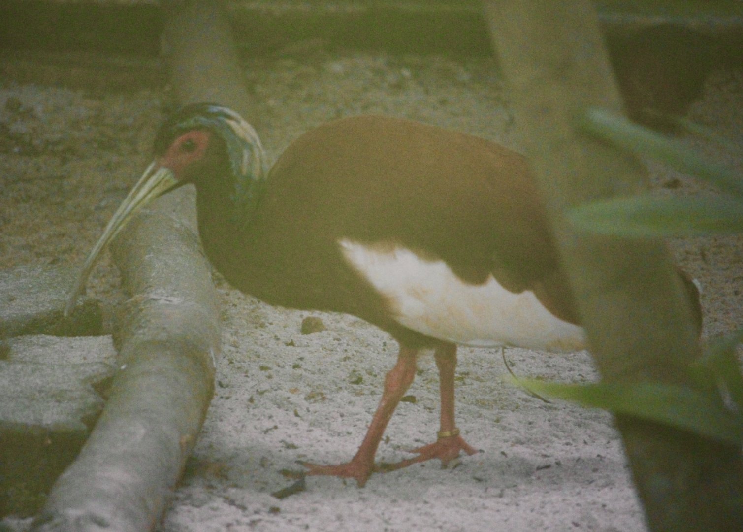 Madagascan Crested Ibis (Lophotibis cristata)