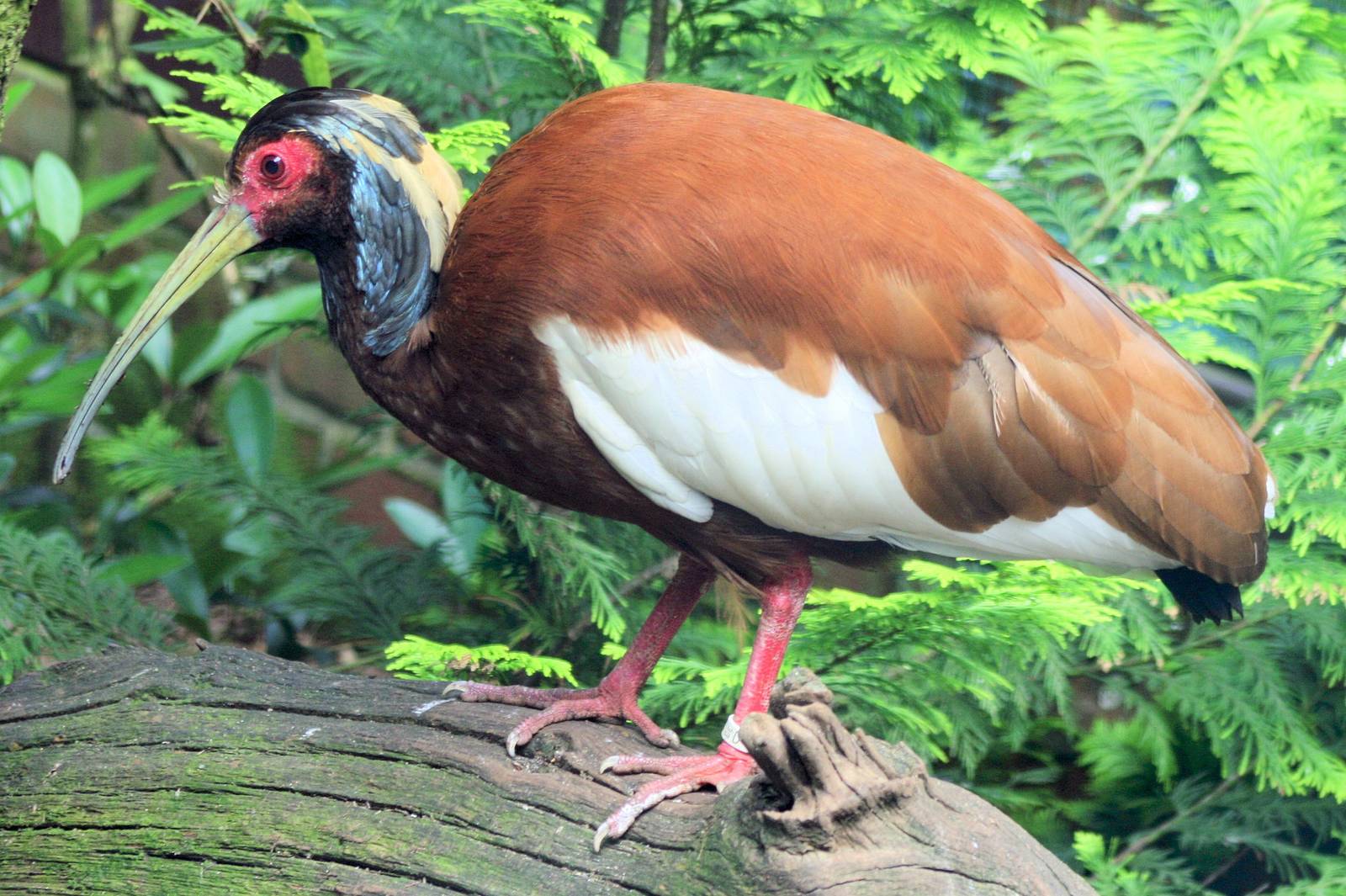 Madagascan crested ibis; Walsrode; 23rd June 2013