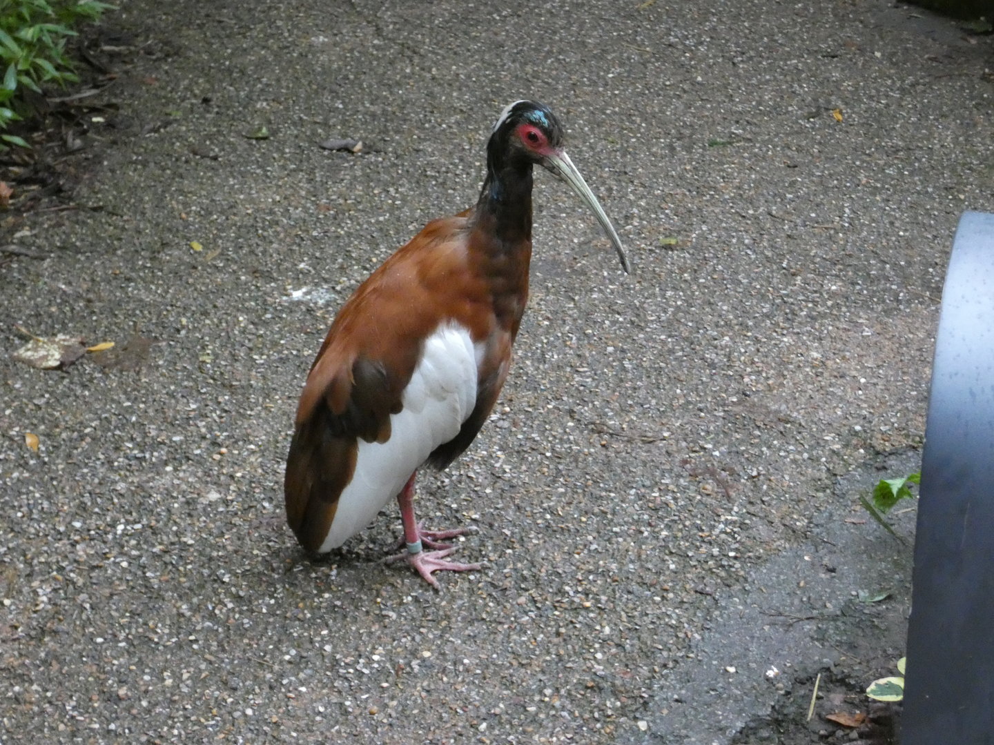 Madagascan crested ibis