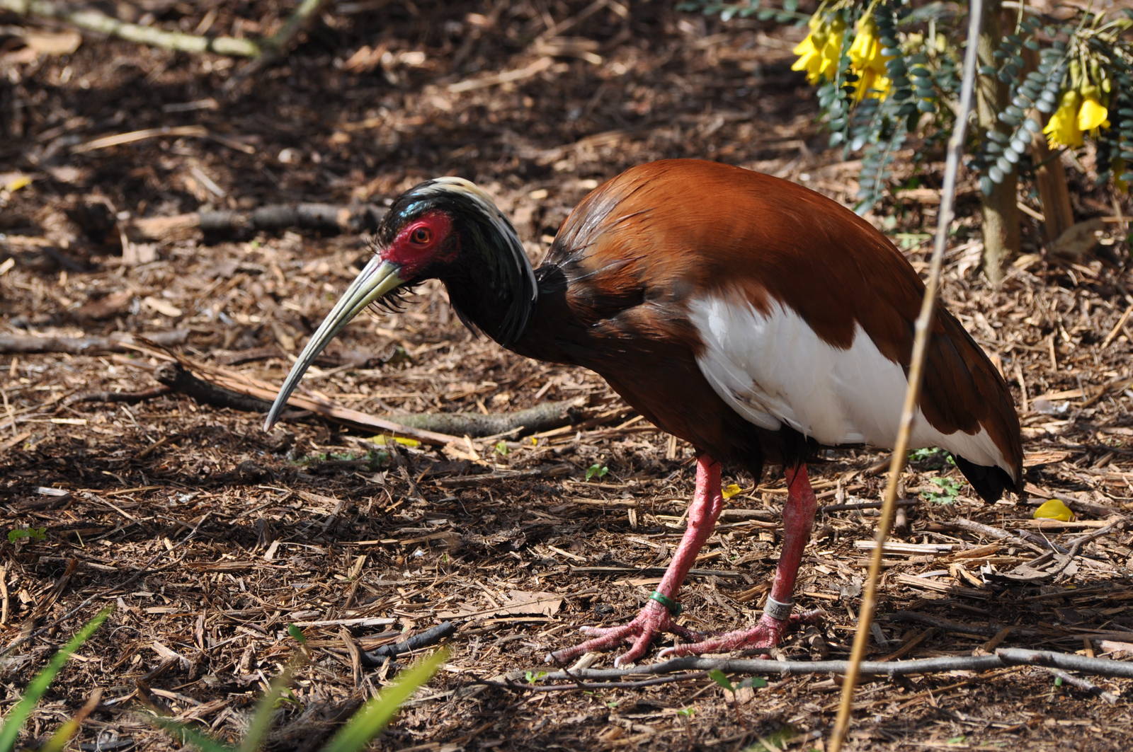 Madagascan Crested Ibis