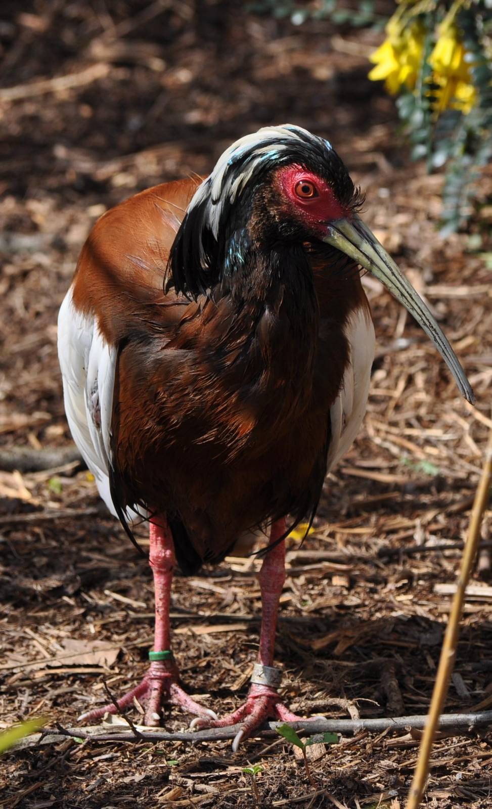 Madagascan Crested Ibis