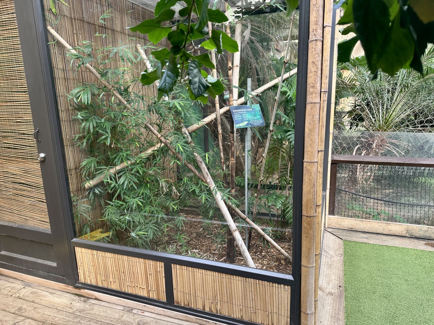 Madagascan Day Gecko Exhibit