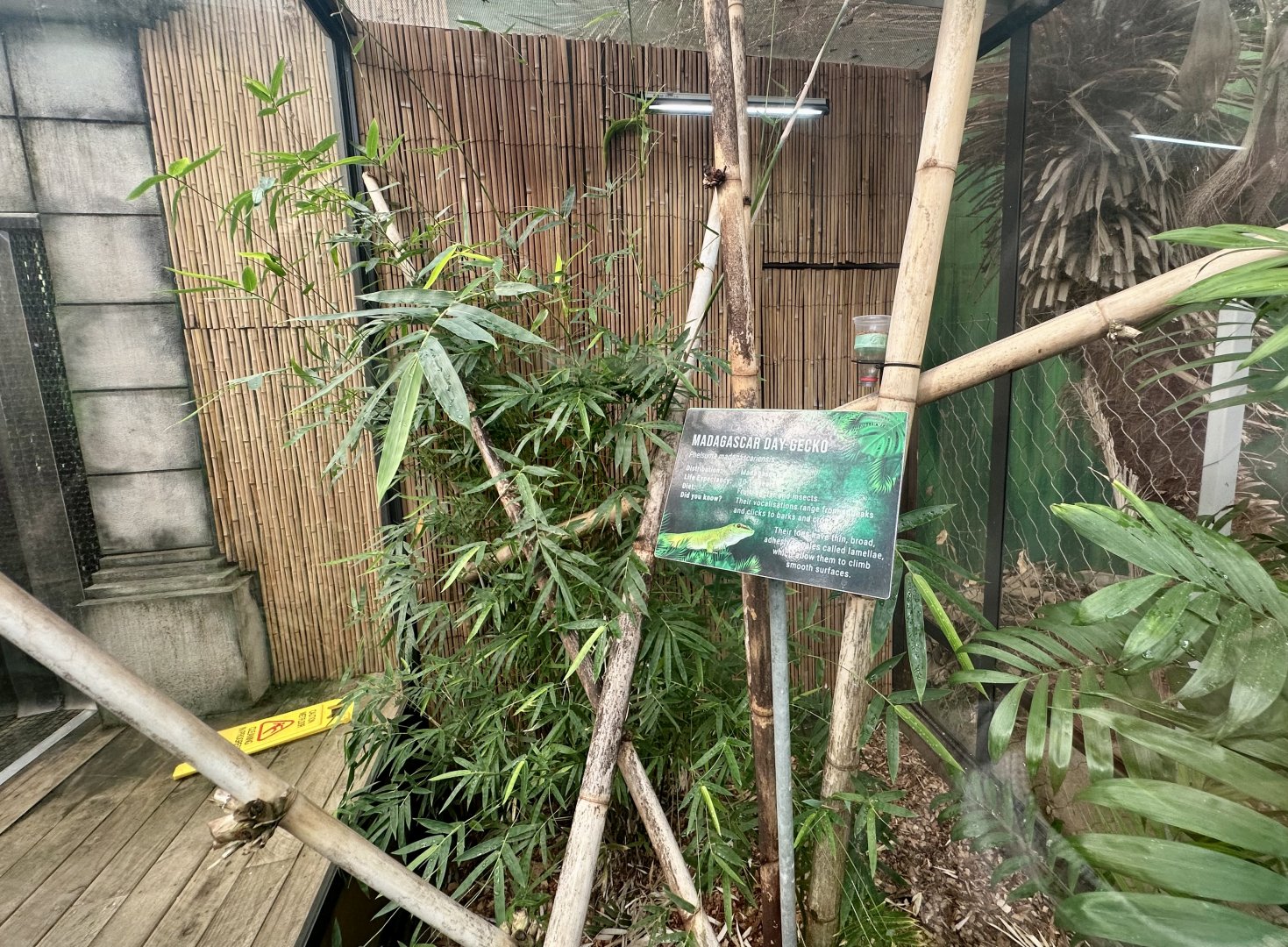 Madagascan Day Gecko Exhibit
