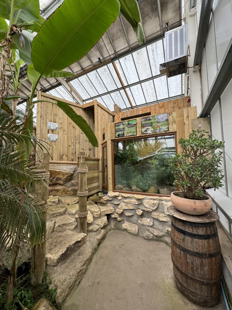 Madagascan Day Gecko / Panther Chameleon Enclosure at Woodside Wildlife Park (May 2024)