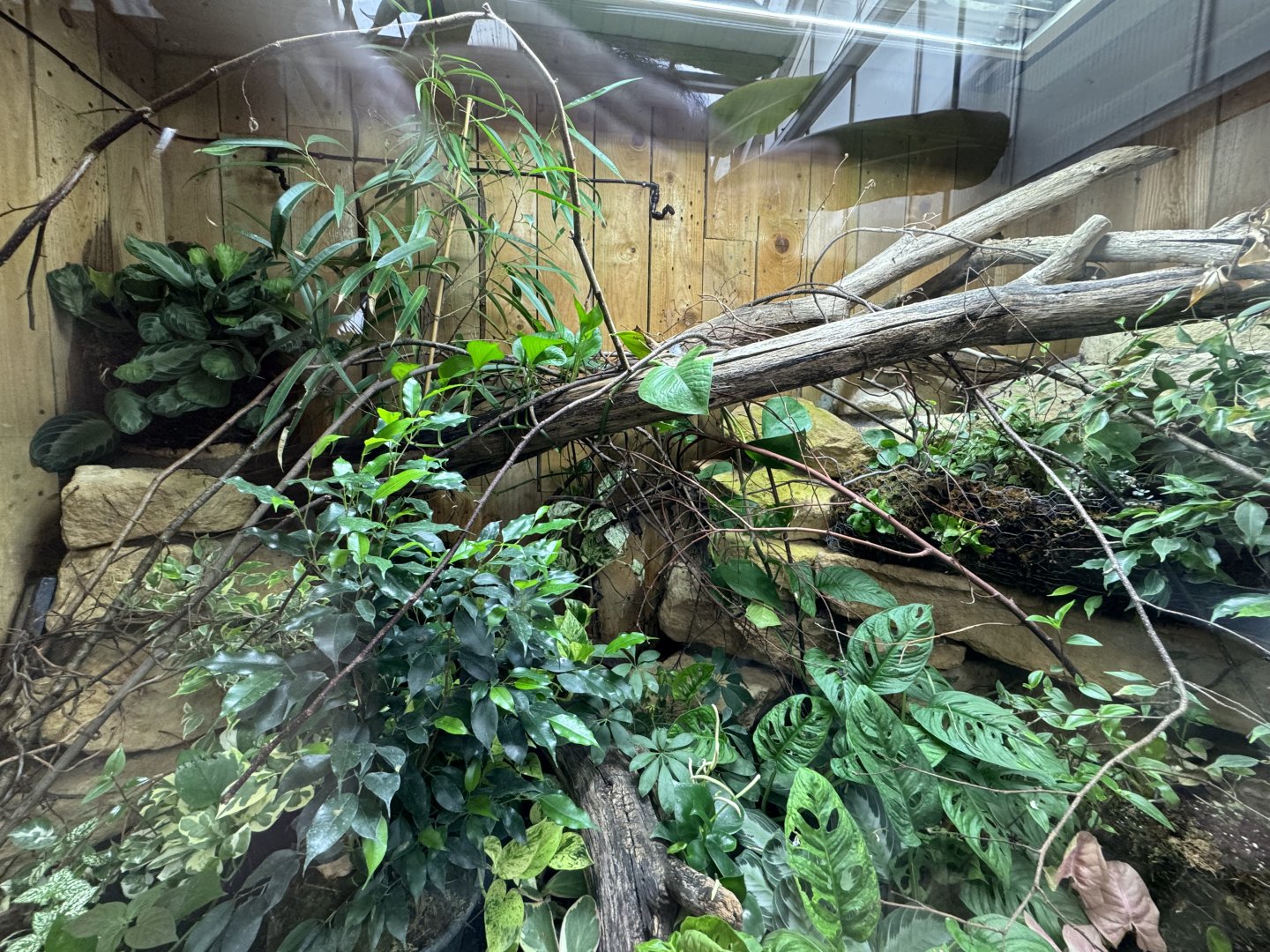 Madagascan Day Gecko / Panther Chameleon Enclosure at Woodside Wildlife Park (May 2024)