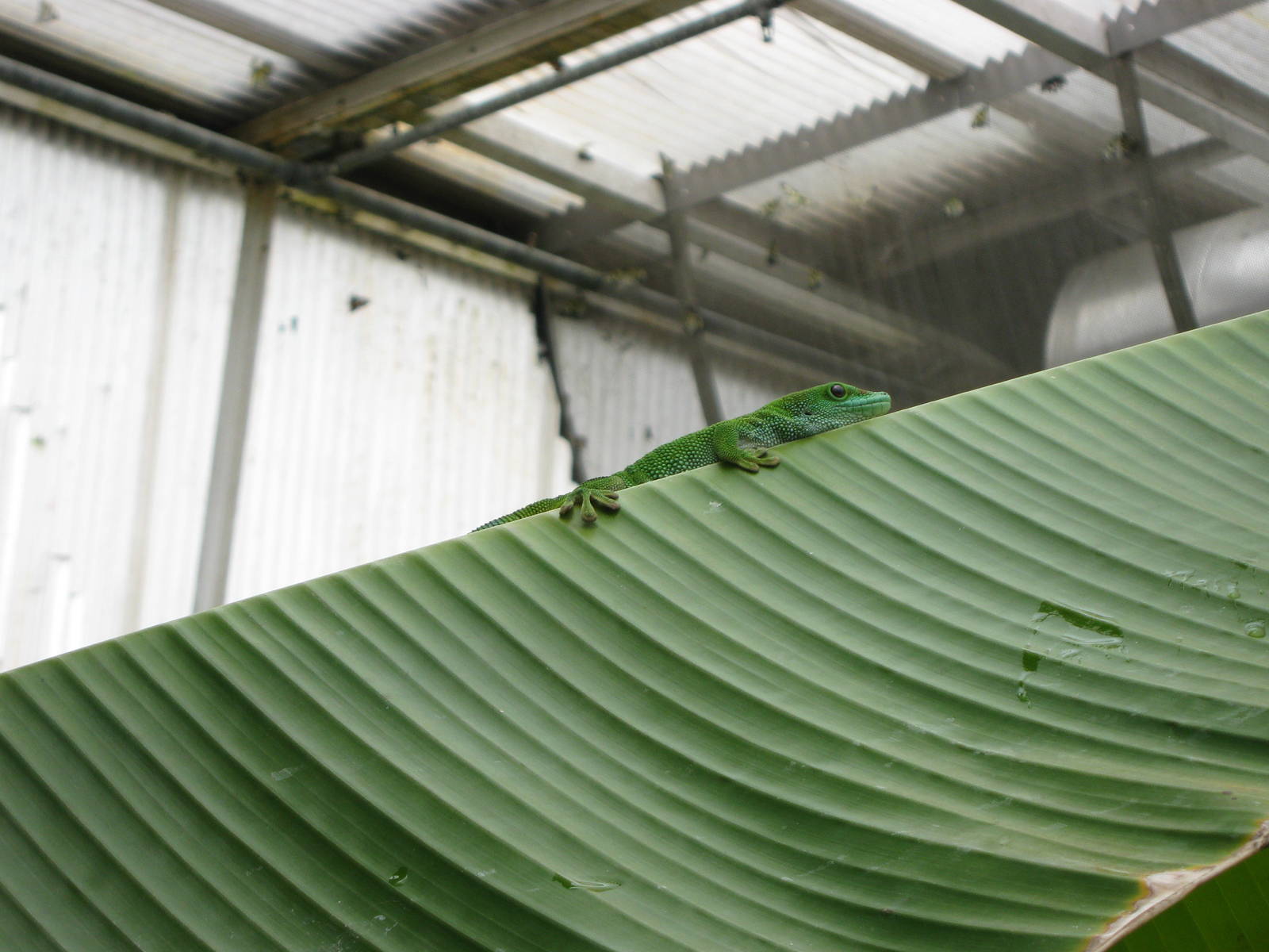 Madagascan day gecko (Phelsuma madagascariensis grandis)