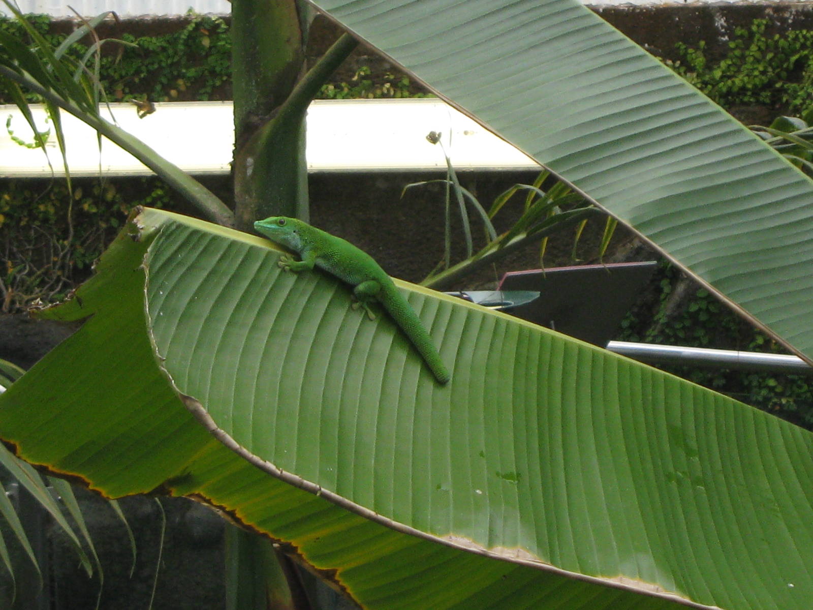Madagascan day gecko (Phelsuma madagascariensis grandis)