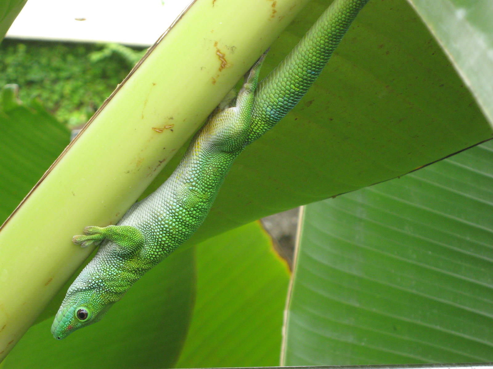 Madagascan day gecko (Phelsuma madagascariensis grandis)