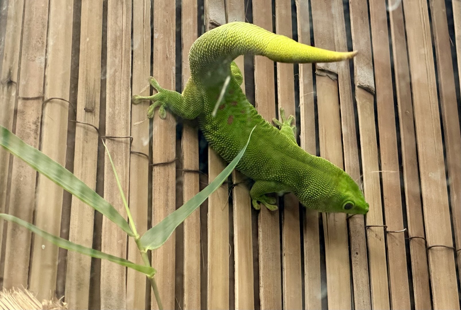 Madagascan day gecko (Phelsuma madagascariensis)