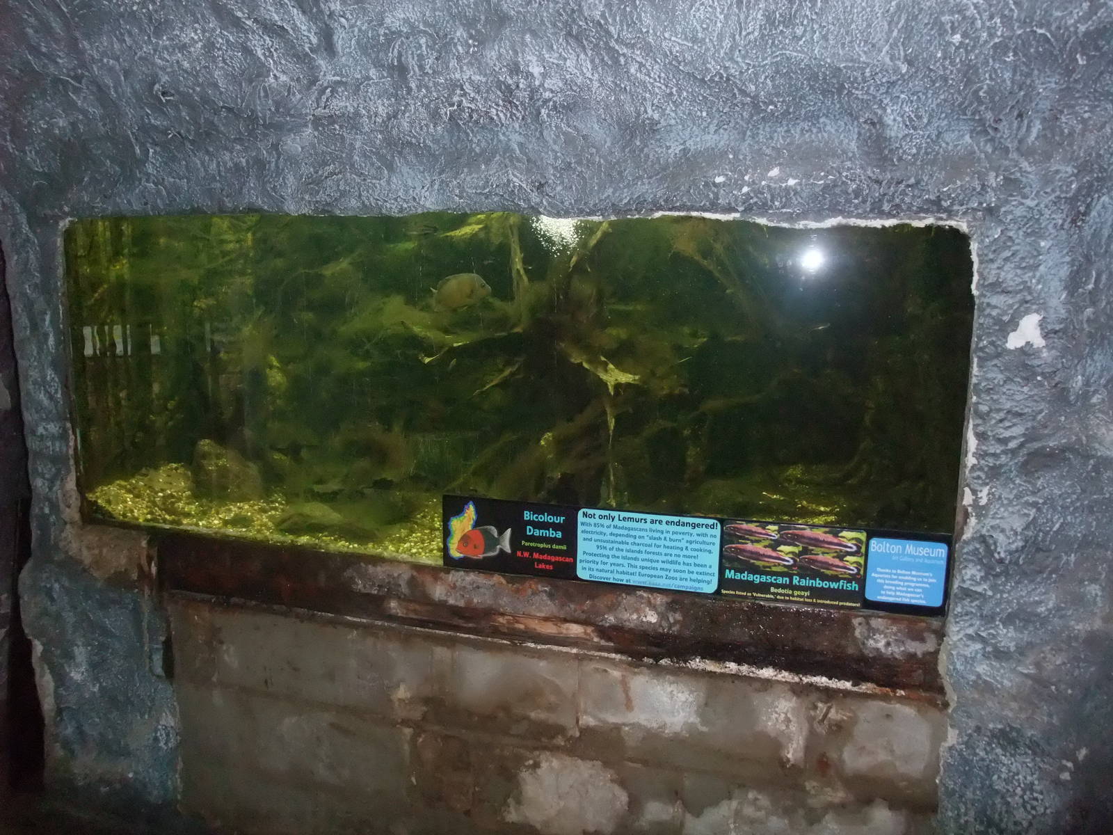 Madagascan Exhibit at the Palms: Final Visit, 08/08/10