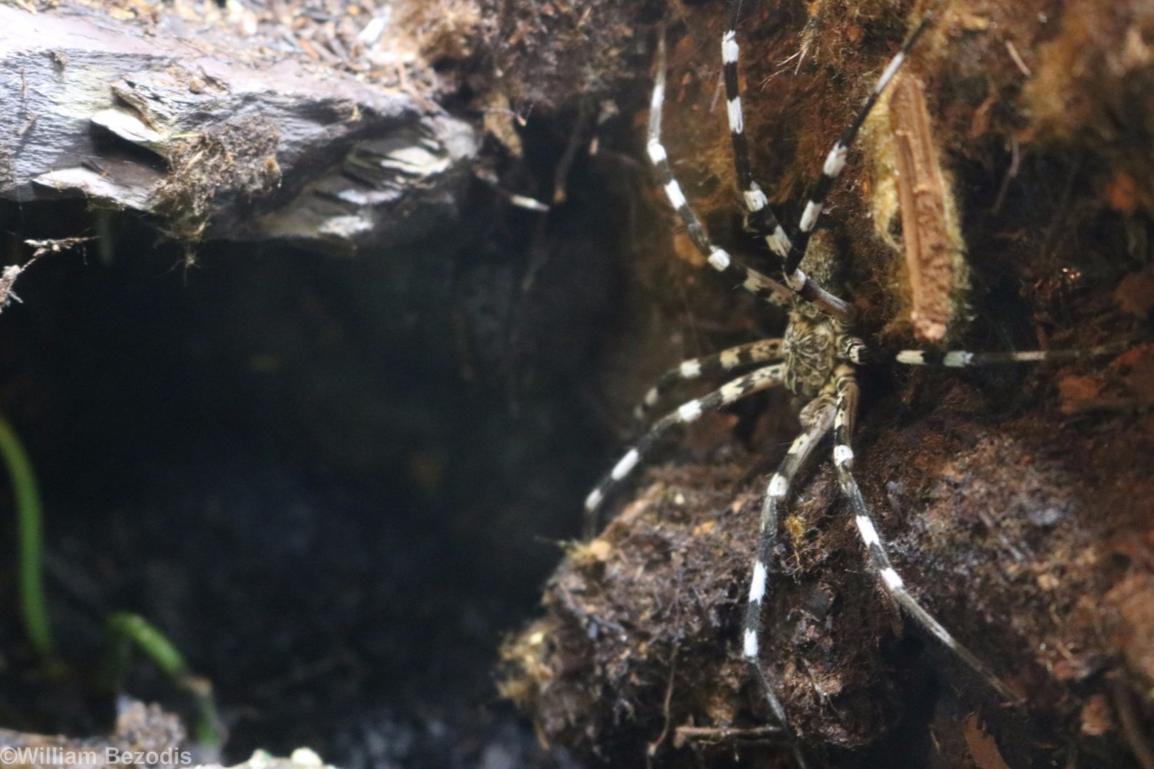 Madagascan Fishing Spider