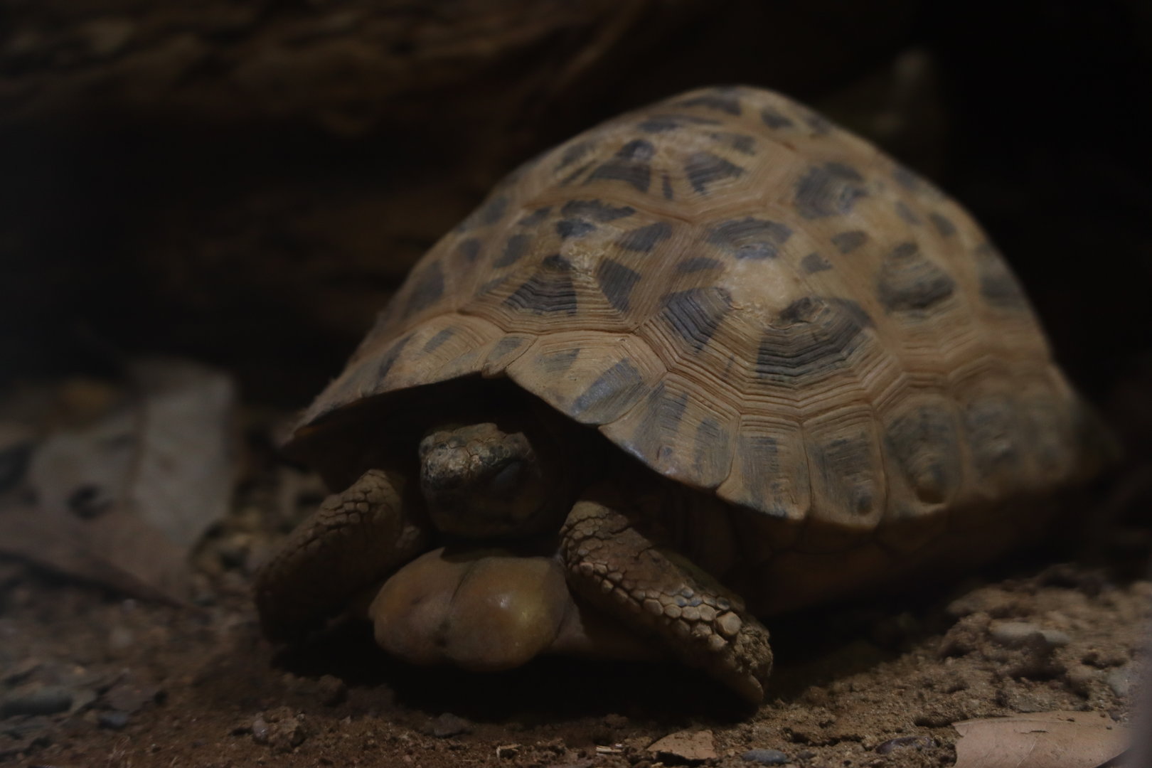 Madagascan Flat-tailed tortoise