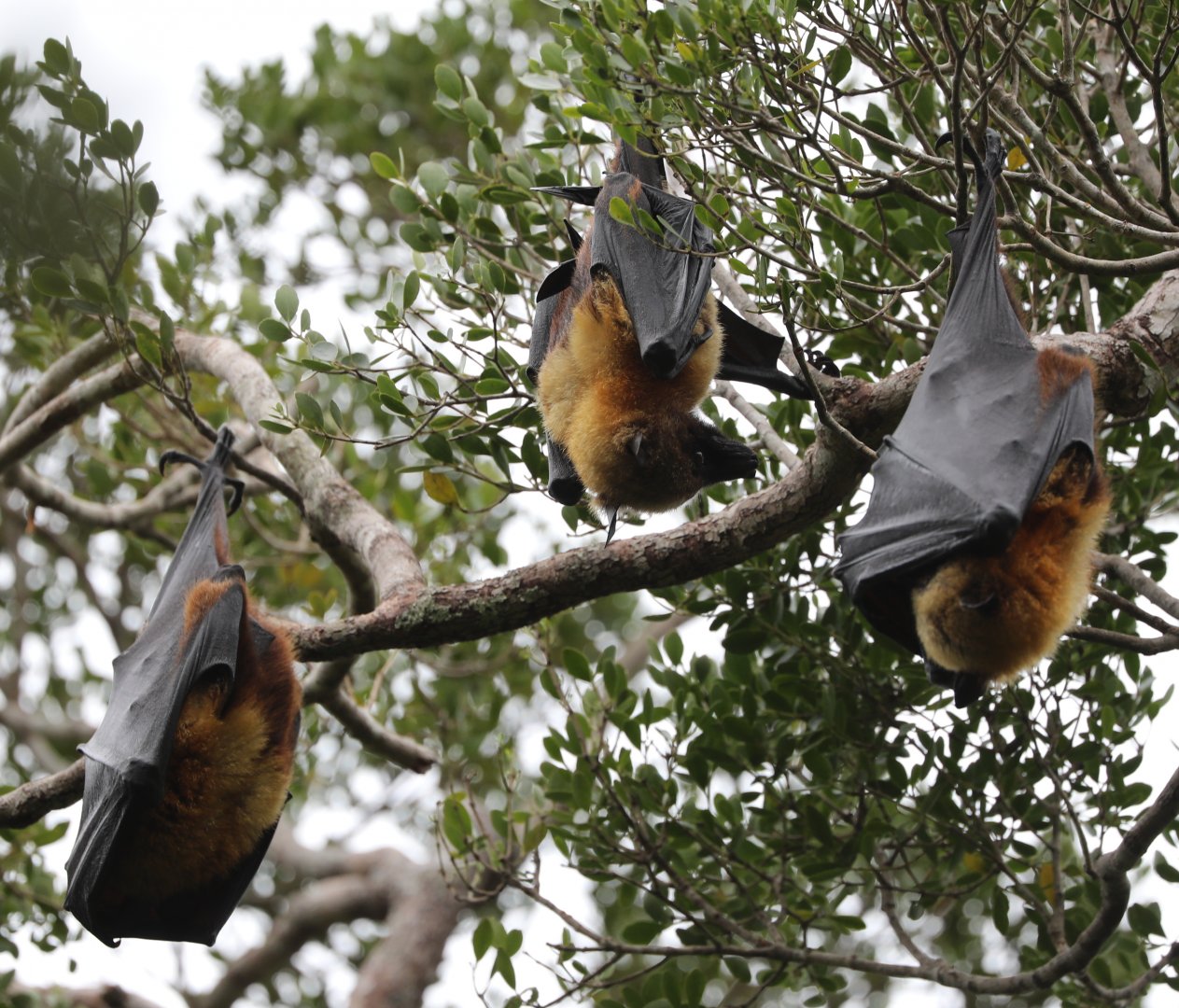 Madagascan flying fox, Madagascar flying-fox, or Madagascar fruit bat (Pteropus rufus)
