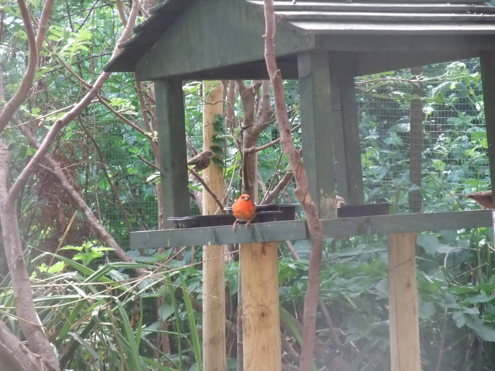 Madagascan Fody at Long Sutton 25/04/11