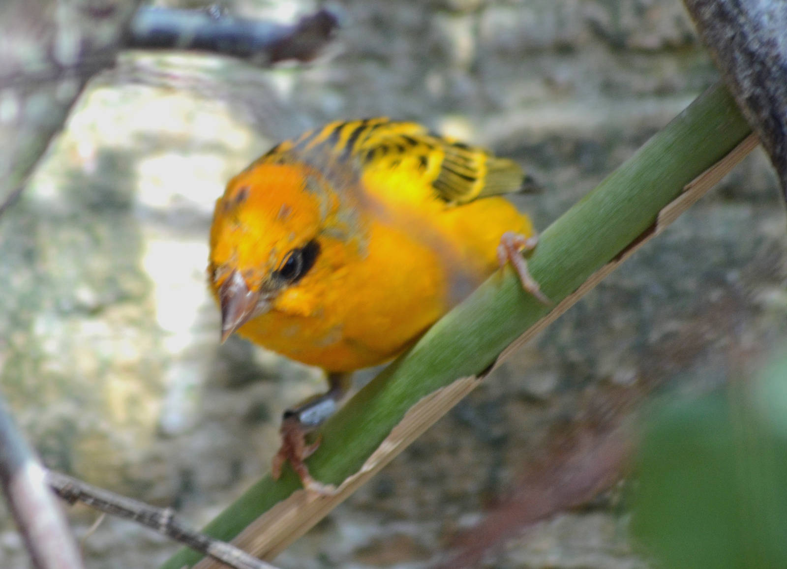 MADAGASCAN FODY (COLOUR MUTATION YELLOW)