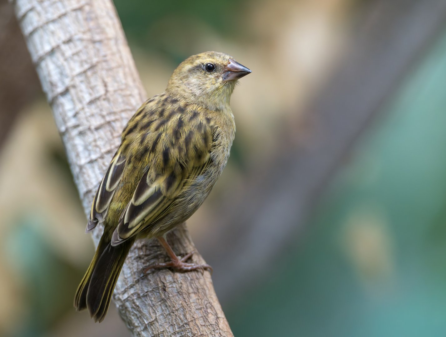 Madagascan Fody (f), CWP, UK