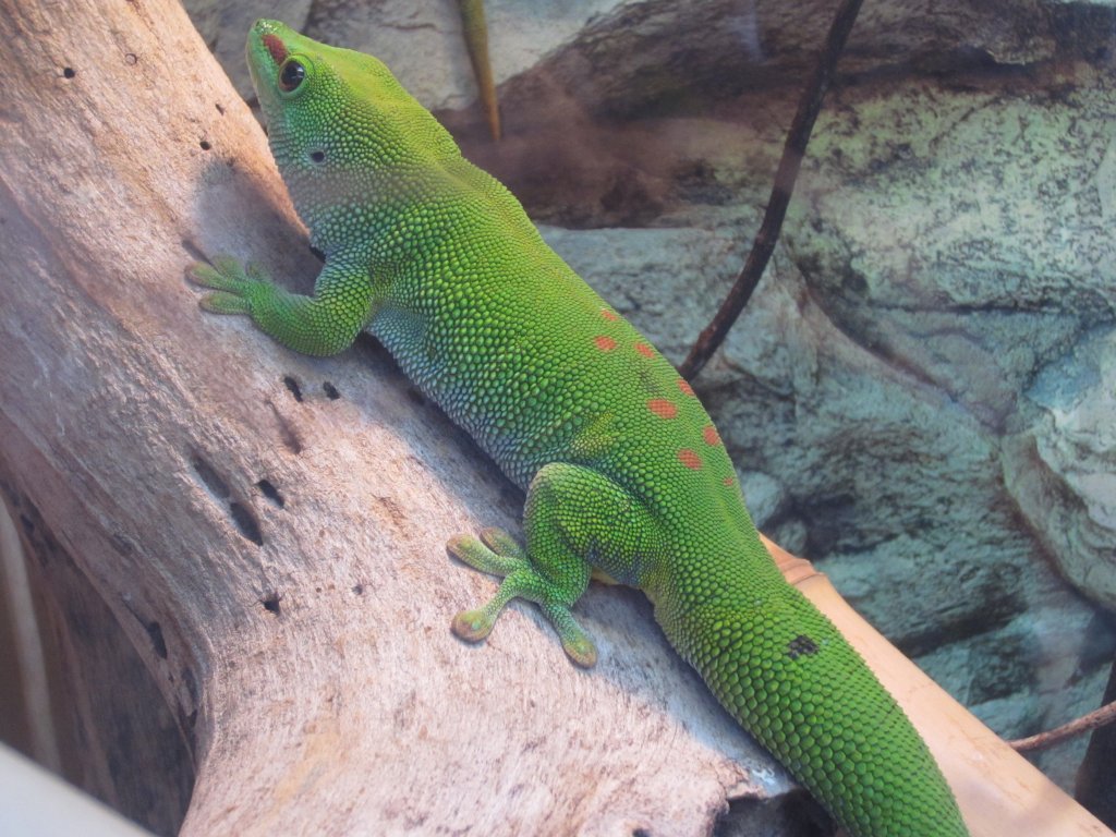 Madagascan Gecko