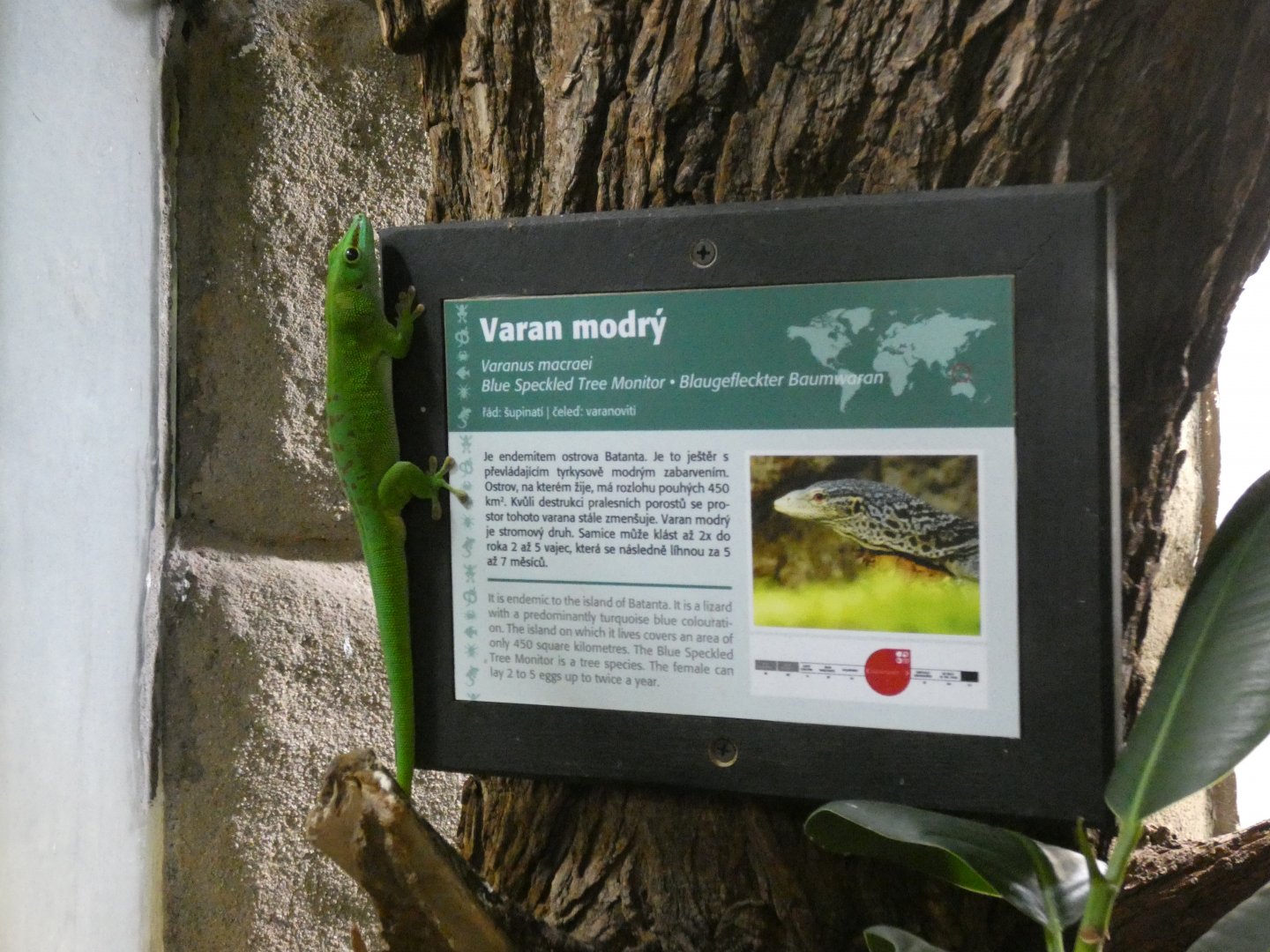 Madagascan giant day gecko free-roaming