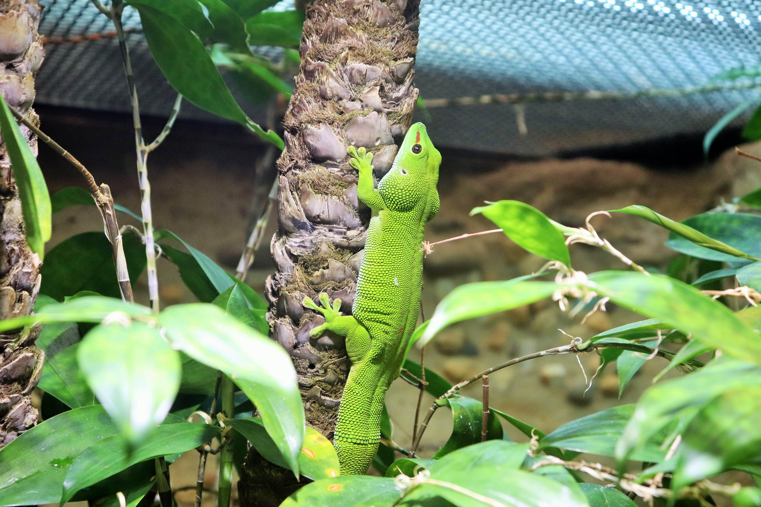 Madagascan Giant Day Gecko (Phelsuma grandis)