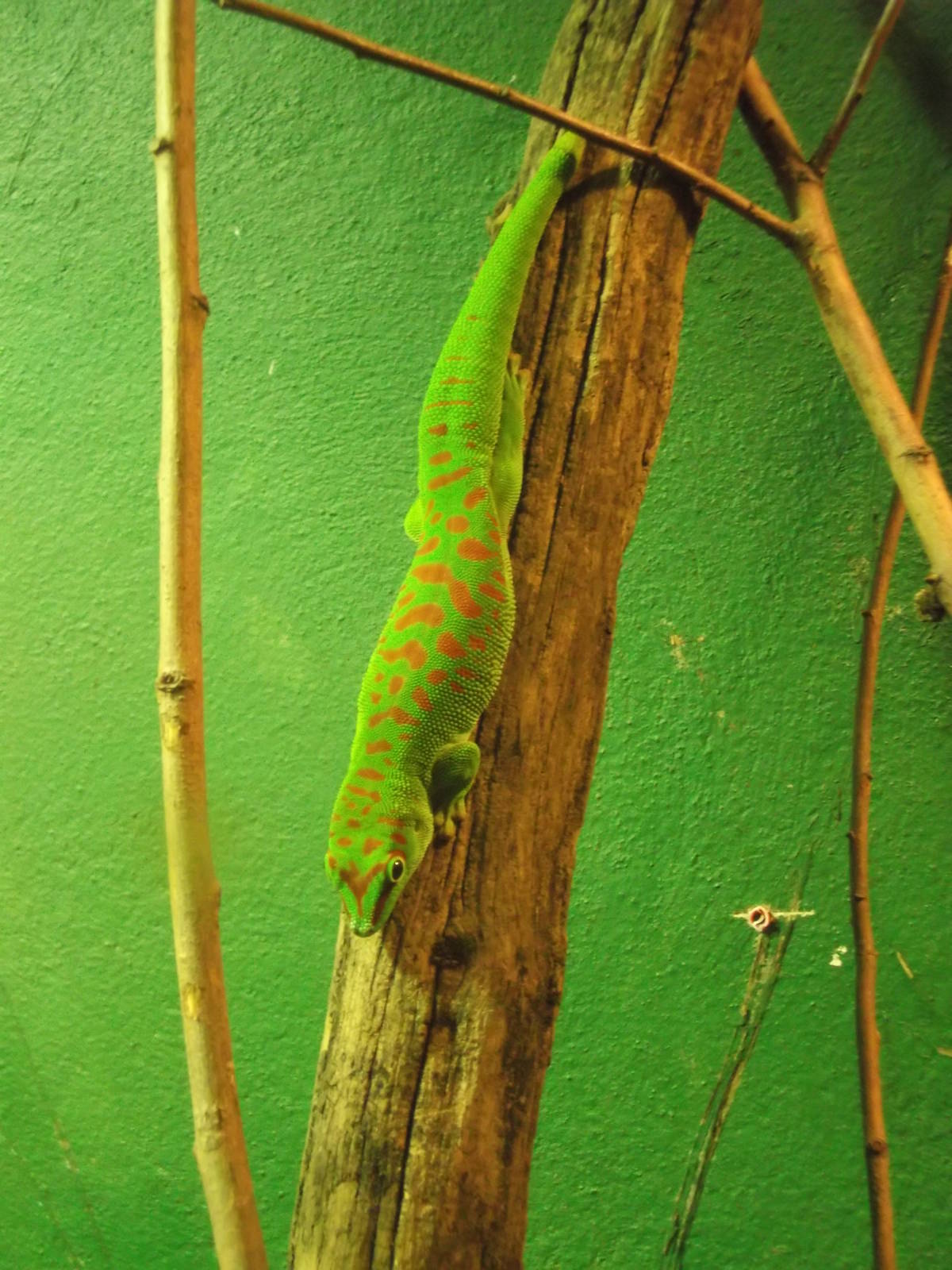 Madagascan Giant Day Gecko
