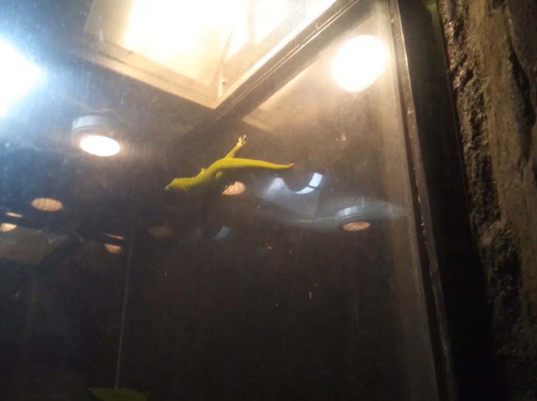 Madagascan Giant Day Gecko