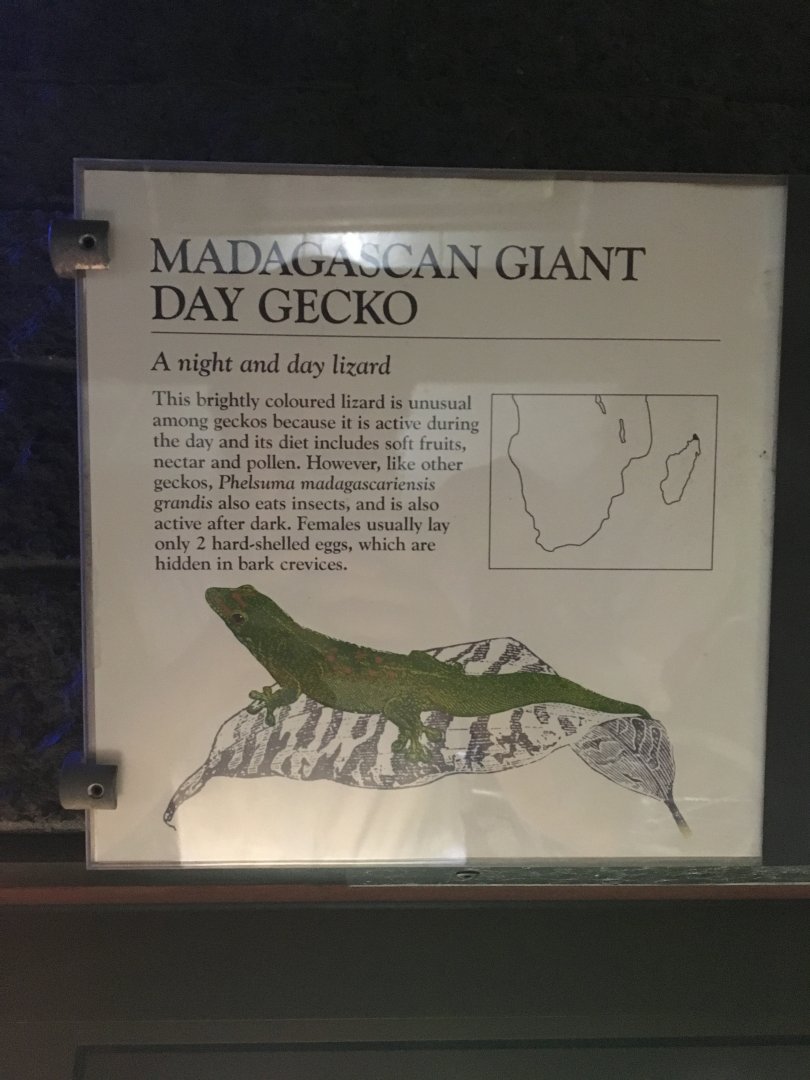 Madagascan Giant Day Gecko
