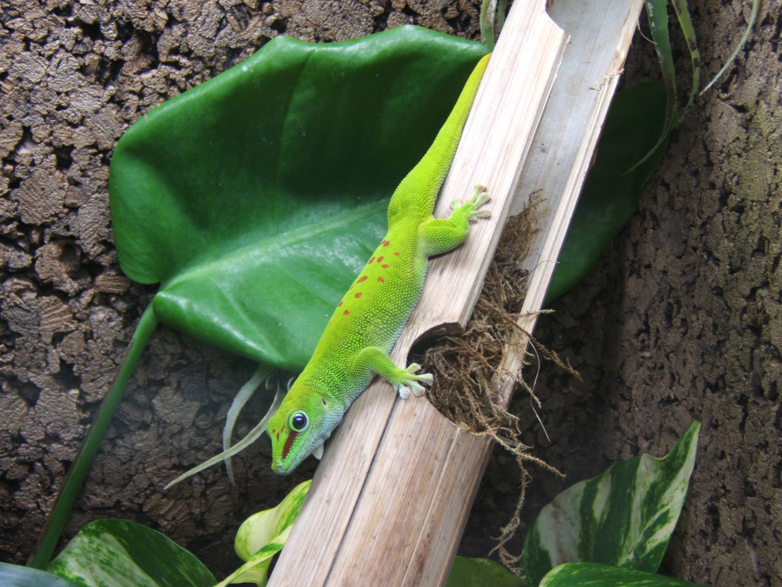 Madagascan Giant Day Gecko
