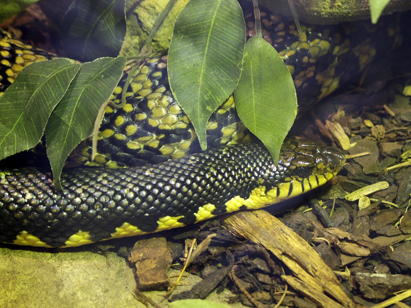 Madagascan giant hognose snake