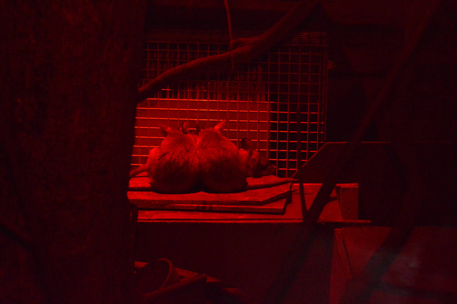 Madagascan Giant Jumping Rats